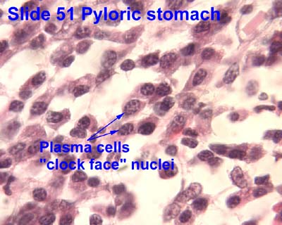 connective tissue cells plasma clock histology face nuclei ouhsc edu